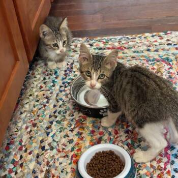 Oliver -  Domestic Short Hair Cat for Adoption in Columbia, Missouri - Oliver | PetCurious