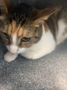 Domestic Short Hair Cats Available for Adoption in Daytona Beach, Florida - Turtle | PetCurious