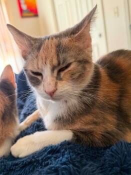 Pearl -  Domestic Short Hair Cat for Adoption in Taycheedah, Wisconsin - Pearl | PetCurious