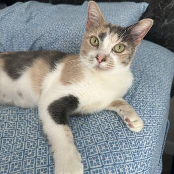 Chiron -  Domestic Short Hair Cat for Adoption in Fredericksburg, Virginia - Chiron | PetCurious