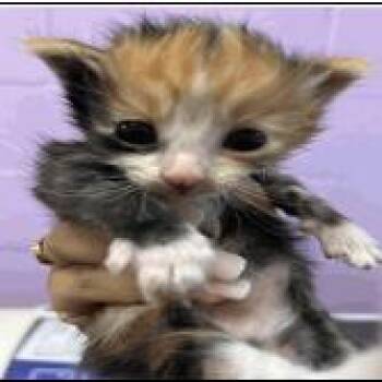 Domestic Short Hair Cats Available for Adoption in Pleasant Hill, California - A1047279 | PetCurious