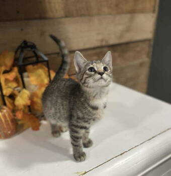 Rescue Domestic Short Hair Cats for Adoption in Oakboro, North Carolina - Cherry | PetCurious