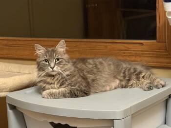 Skyler -  Domestic Long Hair Cat for Adoption in Wheaton, Illinois - Skyler | PetCurious