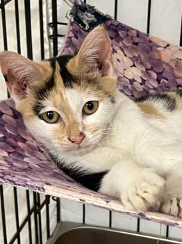 Cheesy Potato -  Domestic Short Hair Cat for Adoption in Lunenburg, Massachusetts - Cheesy Potato | PetCurious
