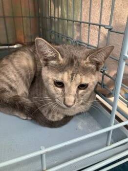 Blossom -  Domestic Short Hair Cat for Adoption in Gainesville, Florida - Blossom | PetCurious