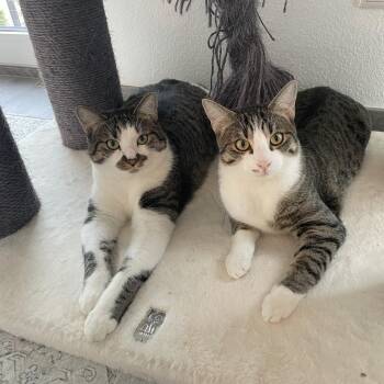 Domestic Short Hair Cats Available for Adoption in Redwood City, California - Flekka | PetCurious