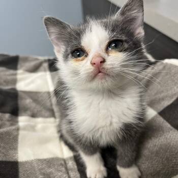 Domestic Short Hair Cats Available for Adoption in Oak Park, Illinois - Peanut | PetCurious