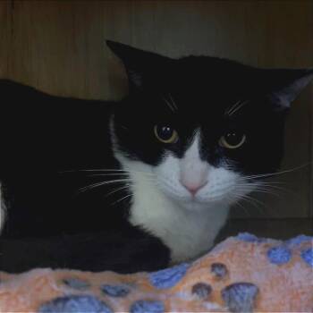 Rescue Domestic Short Hair Cats for Adoption in Galveston, Texas - Nior | PetCurious