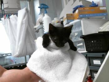 SARAH -  Domestic Short Hair Cat for Adoption in Houston, Texas - SARAH | PetCurious
