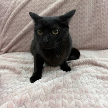 Phoebe -  Domestic Short Hair Cat for Adoption in Raleigh, North Carolina - Phoebe | PetCurious