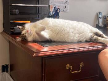 Martha -  Domestic Short Hair Cat for Adoption in Lock Haven, Pennsylvania - Martha | PetCurious