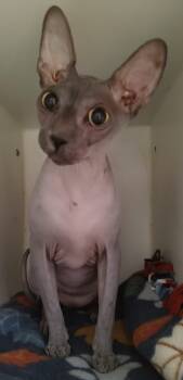 Dante -  Sphynx Hairless Cat Cat for Adoption in Phoenix, Arizona - Dante | PetCurious