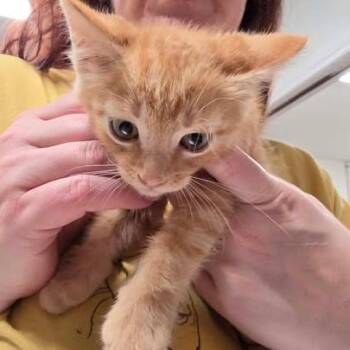 Bowker -  Domestic Short Hair Cat for Adoption in Fredericksburg, Virginia - Bowker | PetCurious