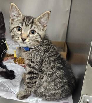 SHAWN -  Domestic Short Hair Cat for Adoption in St. Louis, Missouri - SHAWN | PetCurious