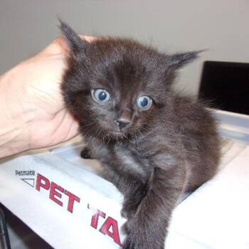 Jack -  Domestic Short Hair Cat for Adoption in Milton, Florida - Jack | PetCurious