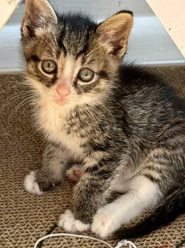 Domestic Short Hair Cats Available for Adoption in Westfield, New Jersey - Dinky | PetCurious
