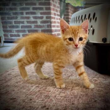 Tropicana -  Domestic Short Hair Cat for Adoption in Candler, North Carolina - Tropicana | PetCurious