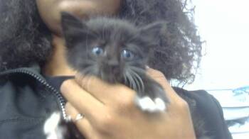 Rescue Domestic Short Hair Cats for Adoption in Dallas, Texas - LOOGY | PetCurious