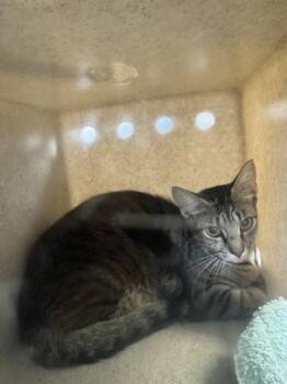 Harmony -  Domestic Short Hair Cat for Adoption in Roseville, California - Harmony | PetCurious