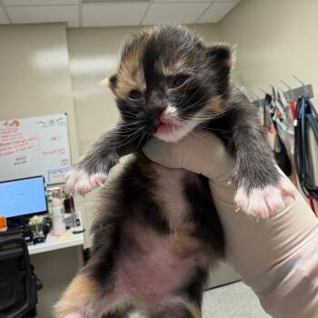 Honey Boo Boo -  Domestic Medium Hair Cat for Adoption in Reno, Nevada - Honey Boo Boo | PetCurious