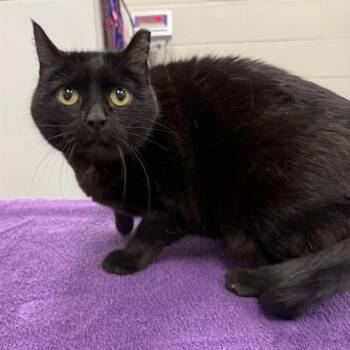 Domestic Short Hair Cats Available for Adoption in Peoria, Illinois - SOLSTICE | PetCurious