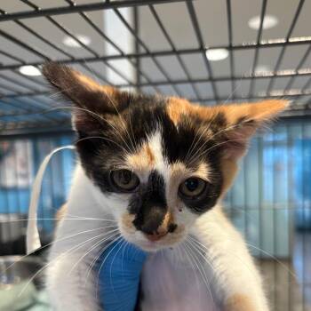 Supergirl -  Domestic Short Hair Cat for Adoption in Chesapeake, Virginia - Supergirl | PetCurious