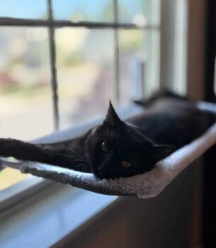 Domestic Long Hair Cats Available for Adoption in Youngsville, North Carolina - Gwendolyn26 | PetCurious
