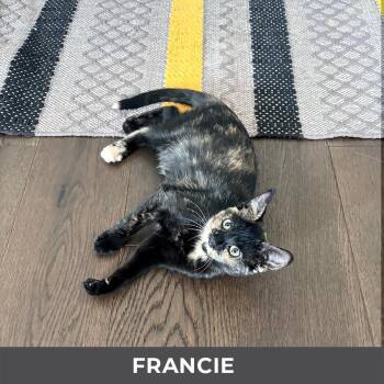 Francie -  Domestic Short Hair Cat for Adoption in Toronto, Ontario - Francie | PetCurious