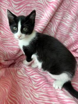 Snowball -  Domestic Short Hair Cat for Adoption in Warren, Pennsylvania - Snowball | PetCurious