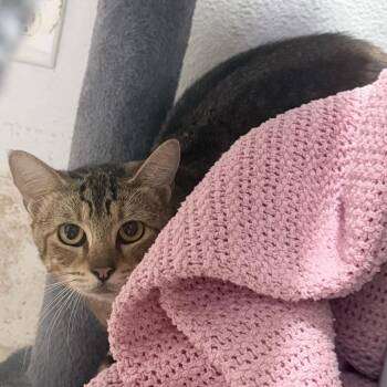 Preston -  Domestic Short Hair Cat for Adoption in Titusville, Florida - Preston | PetCurious