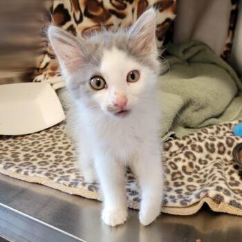 Sweet Pea -  Domestic Long Hair Cat for Adoption in Nashville, Indiana - Sweet Pea | PetCurious