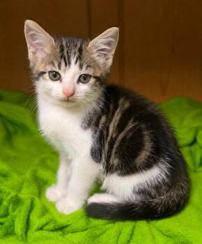 Celine Dion -  Domestic Short Hair Cat for Adoption in Columbia, Tennessee - Celine Dion | PetCurious