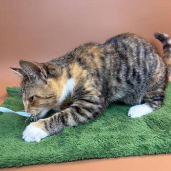 Emmie -  Domestic Short Hair Cat for Adoption in San Antonio, Texas - Emmie | PetCurious
