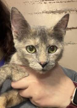 Morticia -  Domestic Short Hair Cat for Adoption in New Albany, Indiana - Morticia | PetCurious