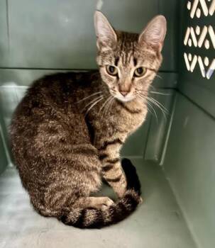 Sicily (at Pounce Cafe) -  Domestic Short Hair Cat for Adoption in Charleston, South Carolina - Sicily (at Pounce Cafe) | PetCurious