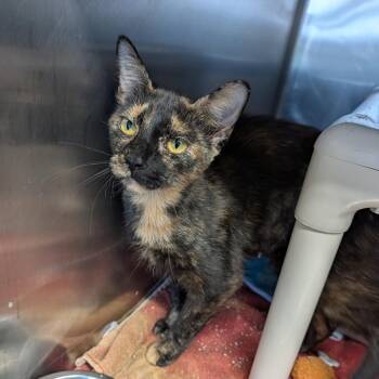 Bridgette -  Domestic Short Hair Cat for Adoption in Cape Girardeau, Missouri - Bridgette | PetCurious