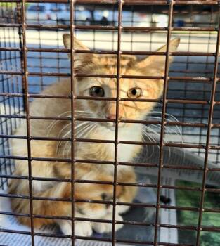 MOOGLY -  Domestic Short Hair Cat for Adoption in San Antonio, Texas - MOOGLY | PetCurious