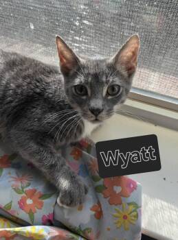 Wyatt -  Domestic Short Hair Cat for Adoption in Mckinney, Texas - Wyatt | PetCurious
