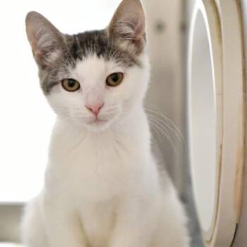 Domestic Short Hair Cats Available for Adoption - Prince | PetCurious