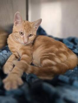 Monaco -  Domestic Short Hair Cat for Adoption in Houston, Texas - Monaco | PetCurious