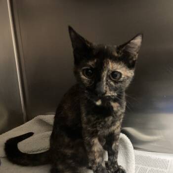 Rescue Domestic Short Hair Cats for Adoption in Galveston, Texas - Sasha | PetCurious