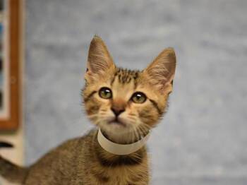 Fusilli -  Domestic Short Hair Cat for Adoption in Portland, Oregon - Fusilli | PetCurious