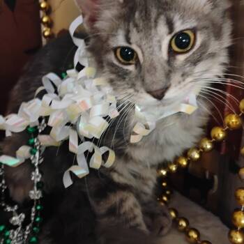 la vida loca mane mix 100 3lbs -  Domestic Long Hair and Maine Coon Cat for Adoption in Phoenix, Arizona - La Vida Loca Mane Mix 100 3lbs | PetCurious