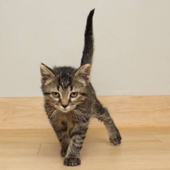 Rescue Domestic Short Hair Cats for Adoption in Minnetonka, Minnesota - Huey ** C66620 | PetCurious