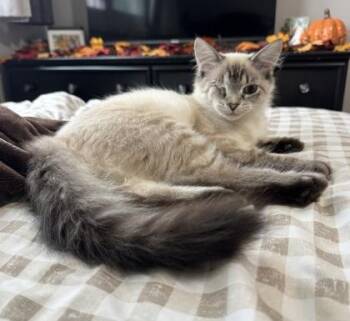 Winky Tink (In Foster Home) -  Himalayan Cat for Adoption in Orland Hills, Illinois - Winky Tink (In Foster Home) | PetCurious