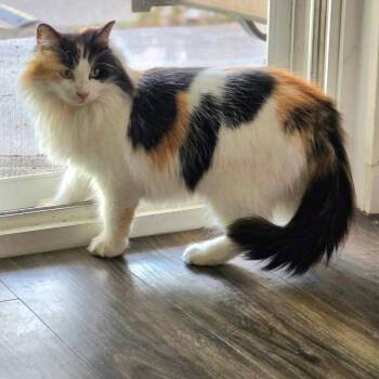 Domestic Long Hair and Extra Toes Cat Hemingway Polydactyl Cats Available for Adoption - Sabrina | PetCurious
