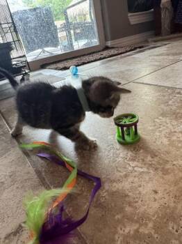 Baxter -  Domestic Short Hair Cat for Adoption in Liverpool, Texas - Baxter | PetCurious