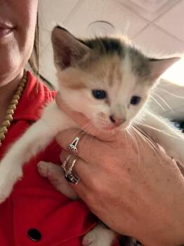 Danica Patrick -  Domestic Medium Hair Cat for Adoption in Rockport, Texas - Danica Patrick | PetCurious