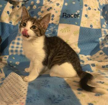 Racer -  Tabby Cat for Adoption in Wyandotte, Michigan - Racer | PetCurious