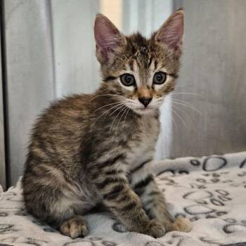 Domestic Short Hair Cats Available for Adoption in Austin, Texas - Udara 7 | PetCurious